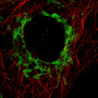 confocal